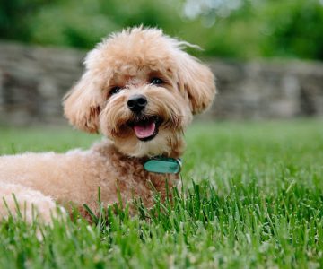 13 giống chó lông xoăn dễ thương