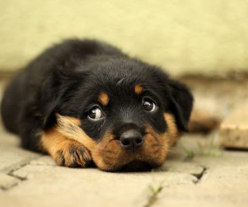 Chăm sóc chó con sơ sinh: 5 điều bạn cần biết