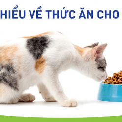 Địa chỉ cung cấp thức ăn mèo giá sỉ tốt nhất