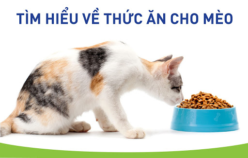 Địa chỉ cung cấp thức ăn mèo giá sỉ tốt nhất