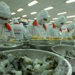 Dự báo xuất khẩu tôm sang Hà Lan tiếp tục tăng vào cuối năm
