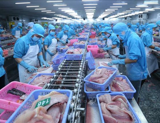 Tháng 10/2020: Nhập khẩu tôm chân trắng của Hàn Quốc tăng