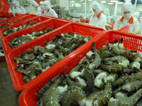 Vina Clearnfood tiến tới xây dựng tôm nuôi đạt tiêu chuẩn ASC