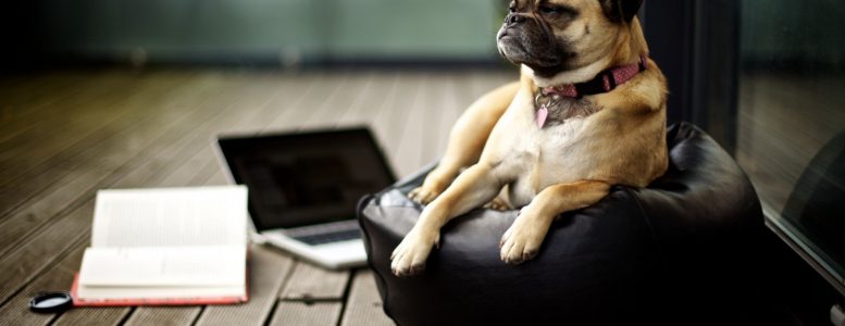 Laptop kiểng