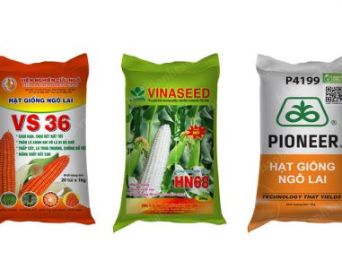 Bao Bì Hạt Bắp Giống Cao Cấp