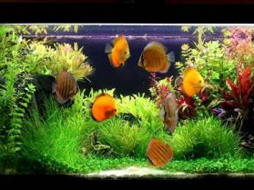 3 vị trí bày bể cá phong thủy khiến gia chủ thất nghiệp