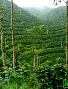 TOUR NGOẠI THÀNH ĐÀ LẠT TRONG NGÀY