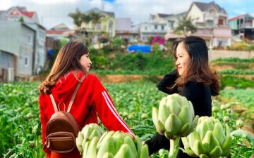 Tham quan thung lũng atiso tìm hiểu loài cây đặc sản của phố núi Đà Lạt