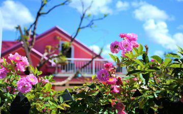 Màu hoa tường vy của mùa thu phố núi Đà Lạt