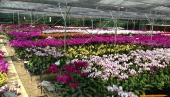 TOUR NÔNG TRẠI VÀ NHÀ VƯỜN ĐÀ LẠT