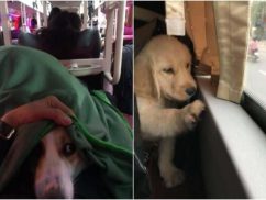 Xe Thành bưởi có cho mang thú cưng lên không?
