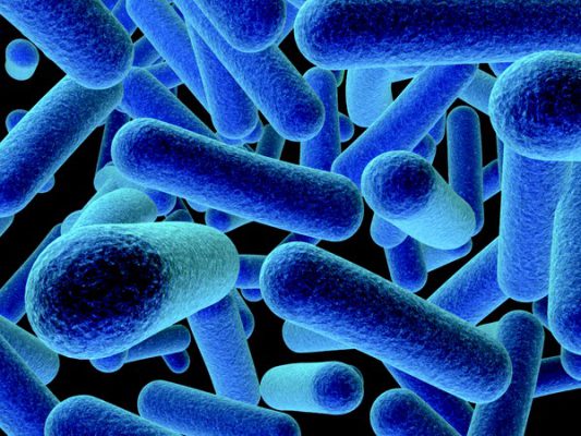 Các nhà nghiên cứu Tây Ban Nha phát hiện một số chủng vi khuẩn Listeria ở lợn