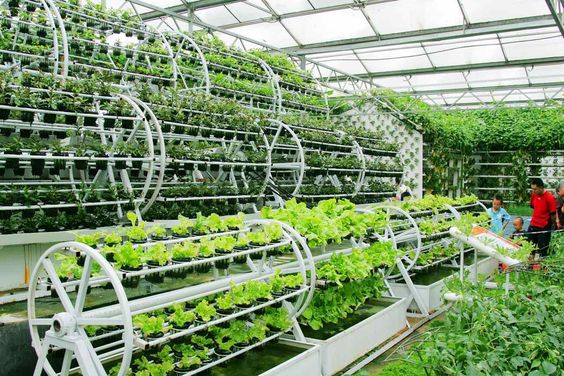 Nông nghiệp hữu cơ công nghiệp cao