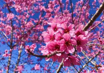 Chiêm ngưỡng khung cảnh đẹp ngẩn ngơ của sắc hồng phủ kín Đà Lạt