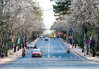 Những điều nhất định phải lưu ý khi du lịch Đà Lạt dịp Tết