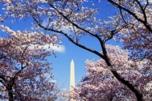 Hồ Tidal Basin: địa điểm ngắm hoa anh đào tuyệt đẹp