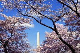 Hồ Tidal Basin: địa điểm ngắm hoa anh đào tuyệt đẹp