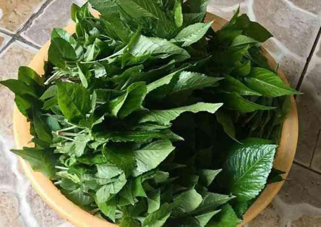 Đem loài cây mọc dại về xào tỏi