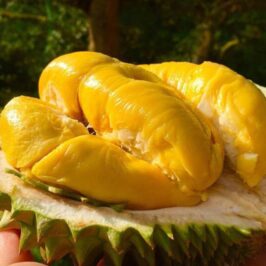Khách Trung Quốc mua gần 15 triệu USD sầu riêng trong một giờ