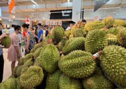 Sầu riêng giá rẻ chưa từng có
