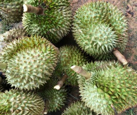 SẦU RIÊNG CHÍN VƯỜN SIÊU NGON 